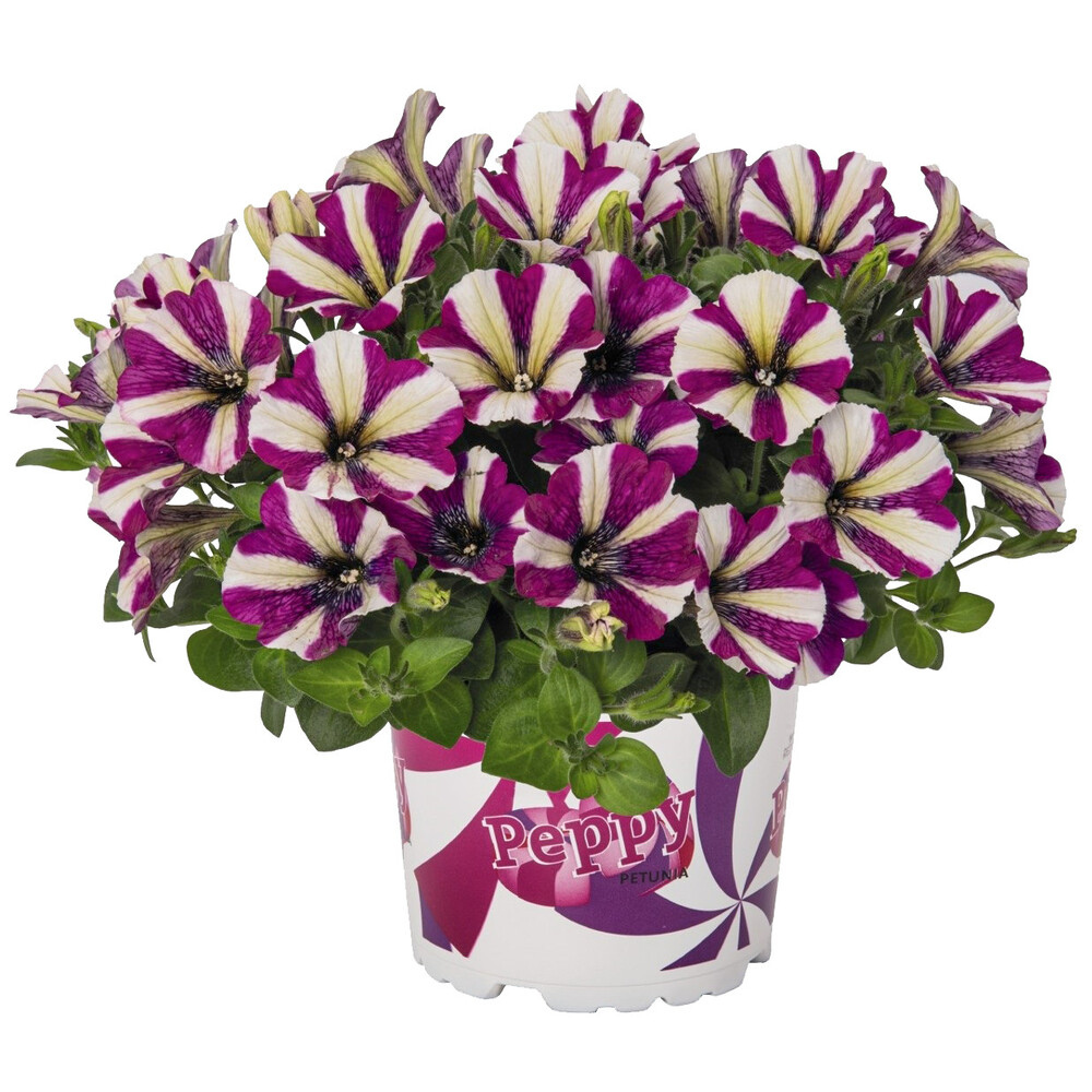 Petunia Peppy in verschiedenen Farben im Blumentopf 11 cm image number 3