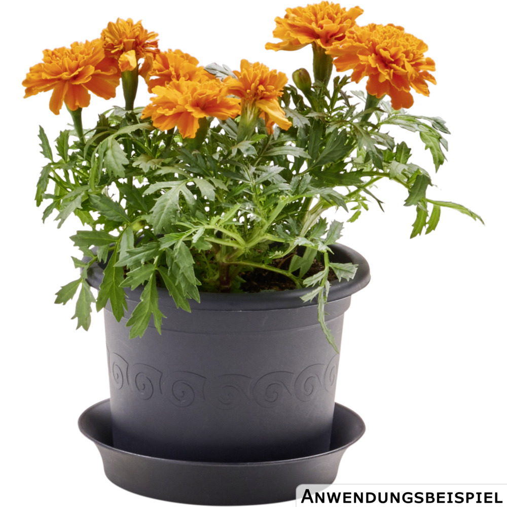 Prosperplast Blumentopf Plastica Ø 15 cm in anthrazit image number 1