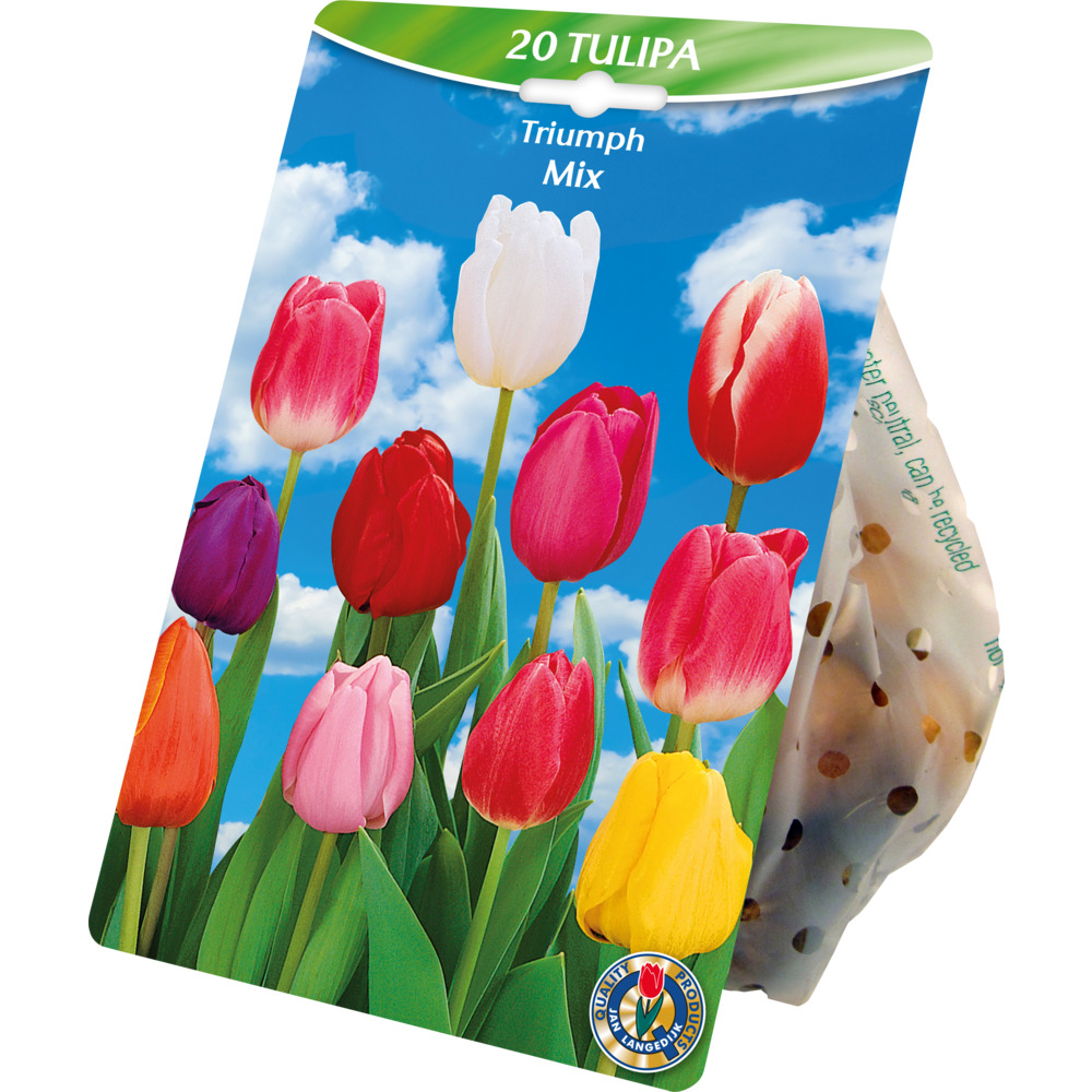 Blumenzwiebeln Tulpen "Tulipa Triumph" 20 St&uuml;ck, bunt