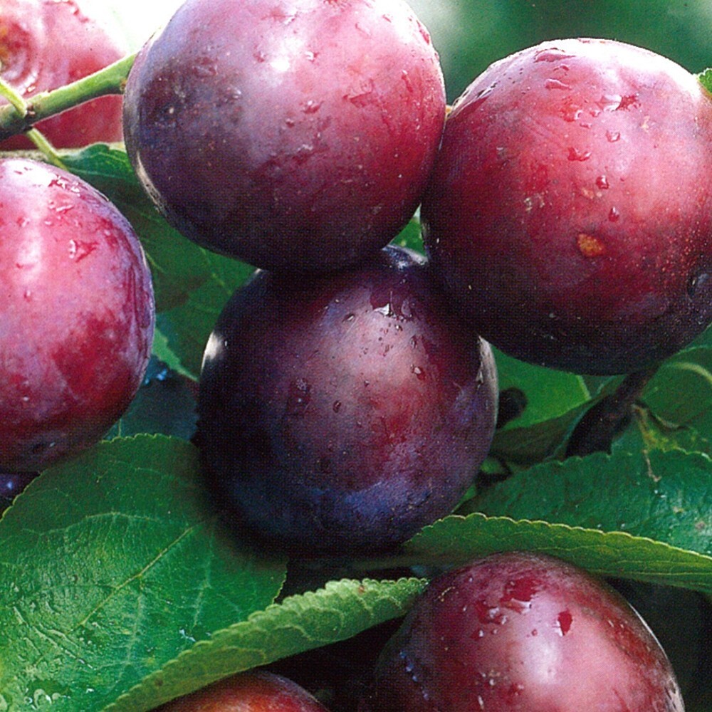 Obstbaum 150 - 200 cm in verschiedenen Sorten image number 3