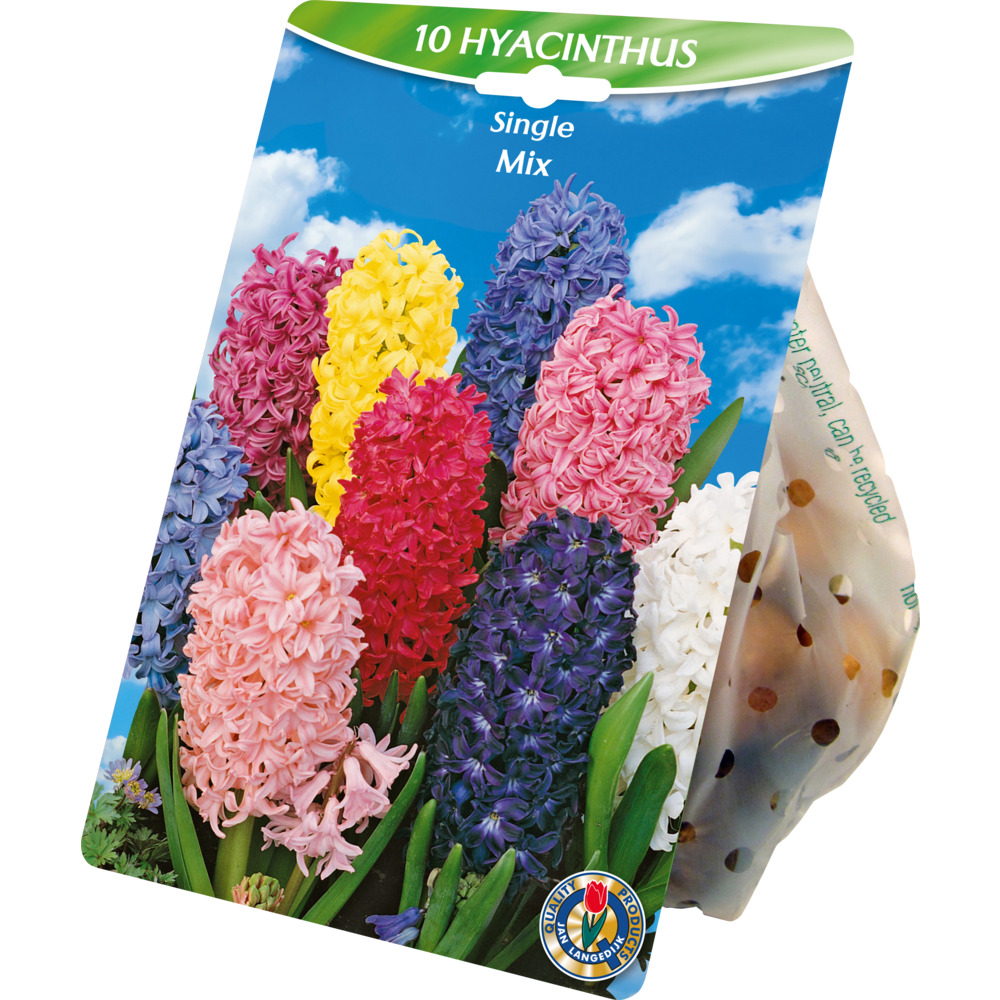 Blumenzwiebeln Hyazinthen Mix 10 St&uuml;ck bunt