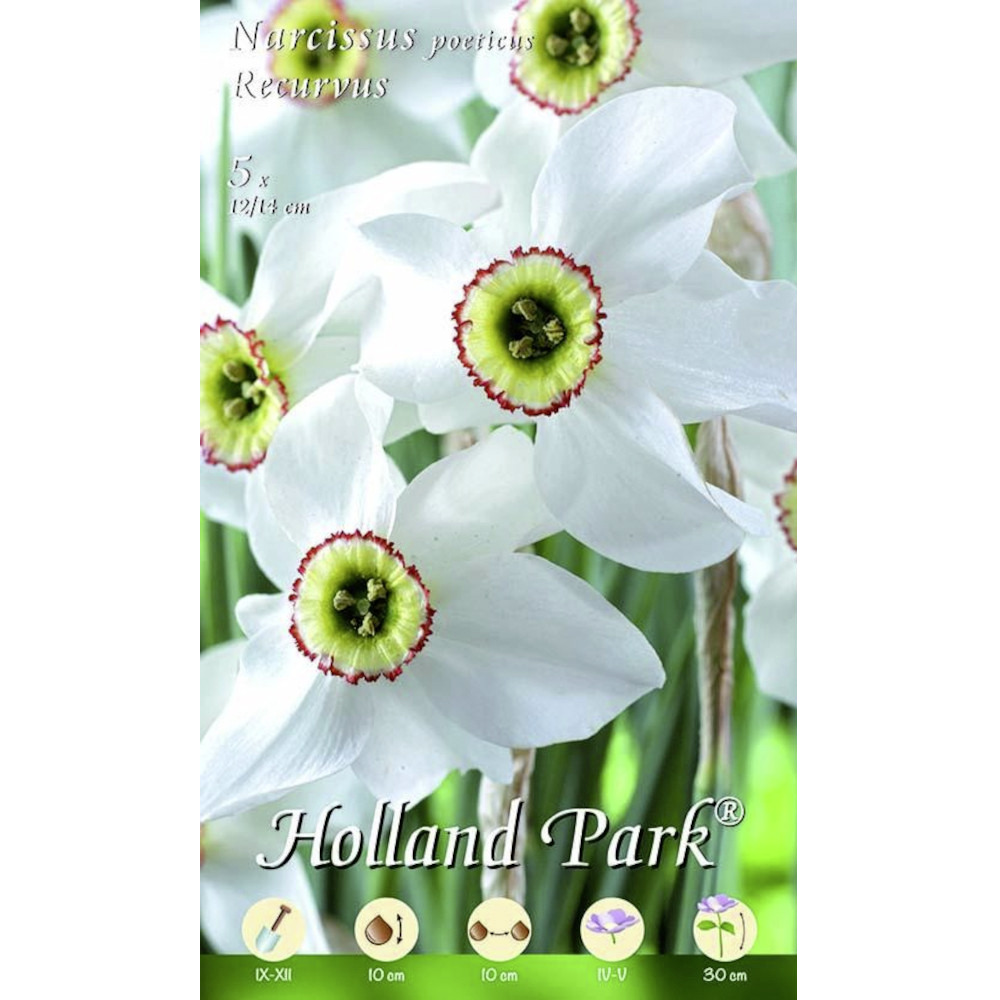 Blumenzwiebeln botanische Narzissen 5 Stück weiß image number 0