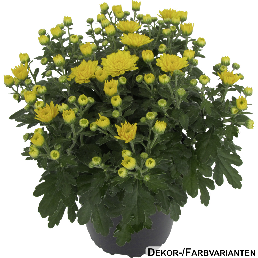 Herbst Chrysantheme im 13 cm Pflanztopf Farbauswahl image number 1