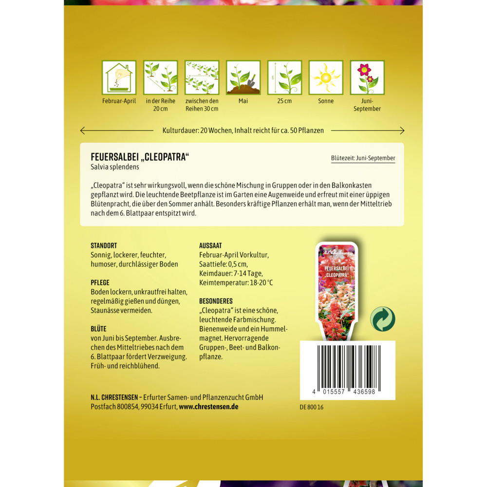 Saatgut Feuersalbei Cleopatra image number 1