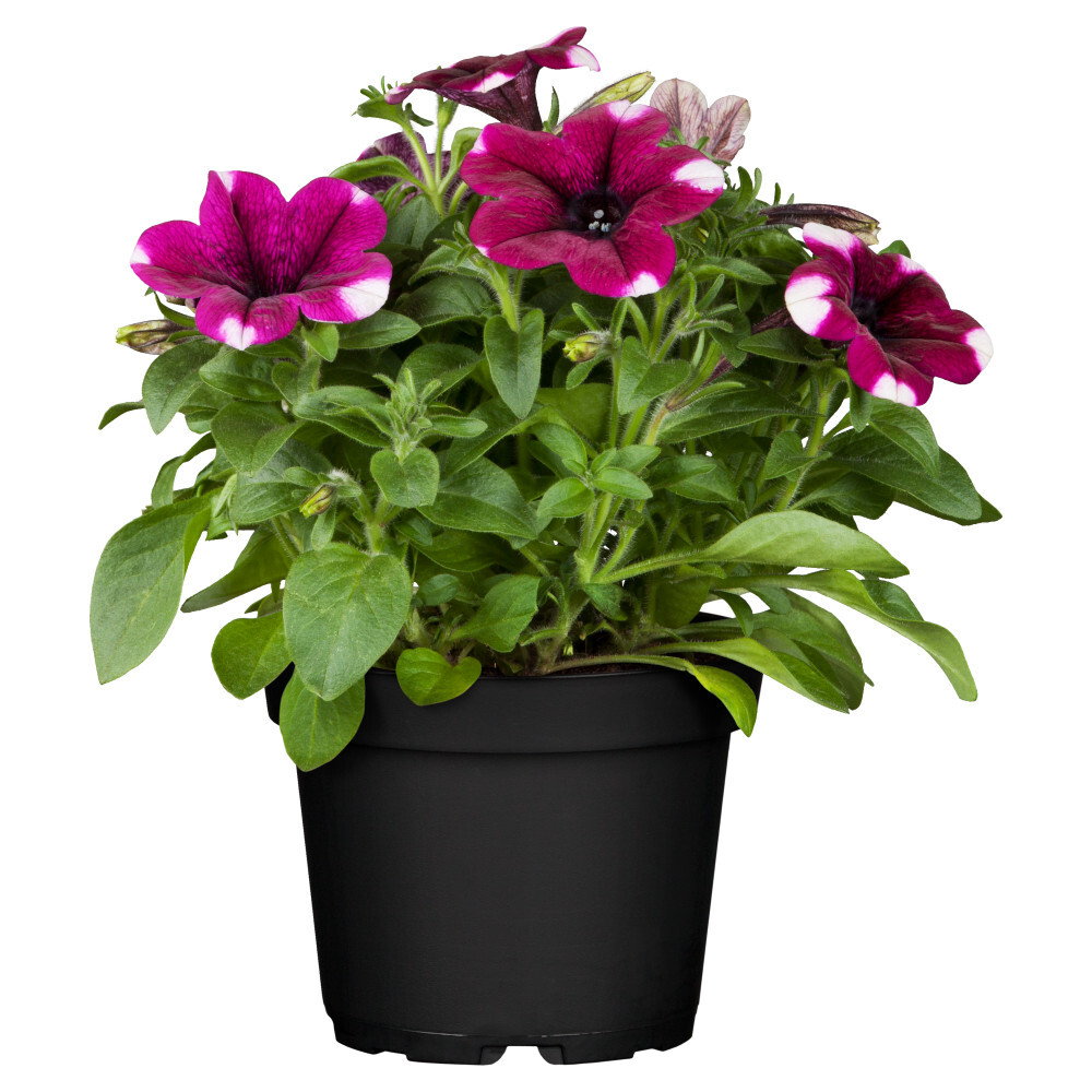 Petunia in verschiedenen Sorten im Blumentopf 9 cm image number 0