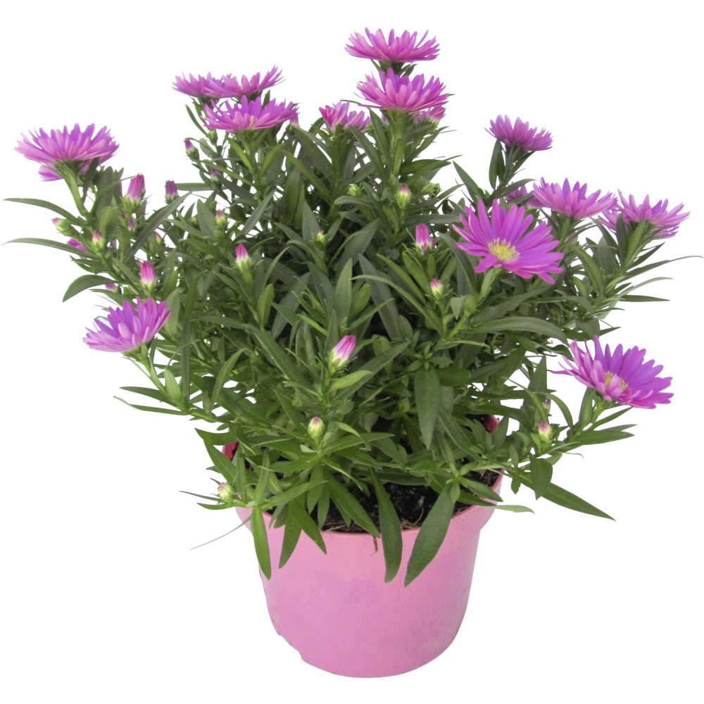 Aster novi belgii im 11 cm Pflanztopf, Farbauswahl image number 1