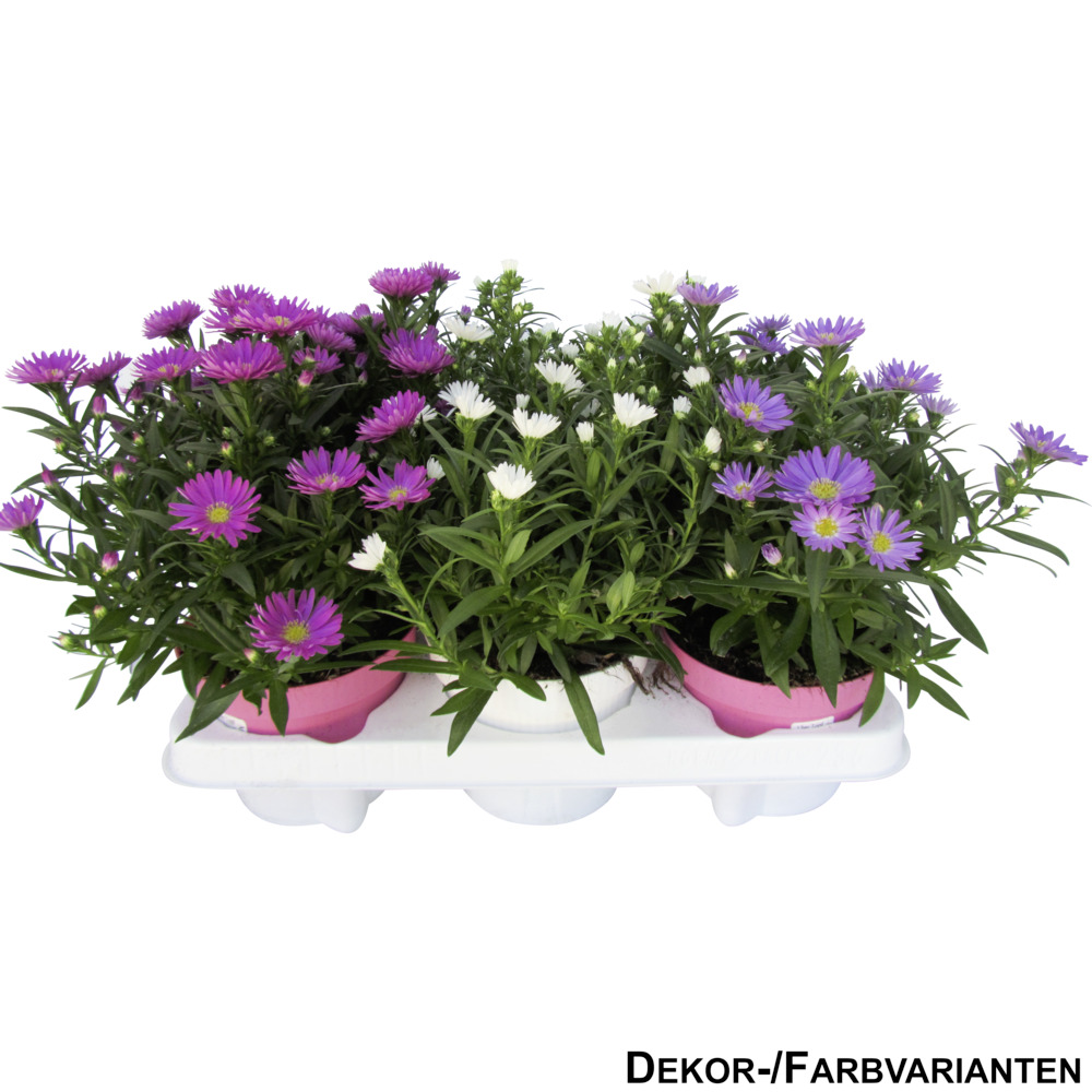 Aster novi belgii im 11 cm Pflanztopf, Farbauswahl image number 0