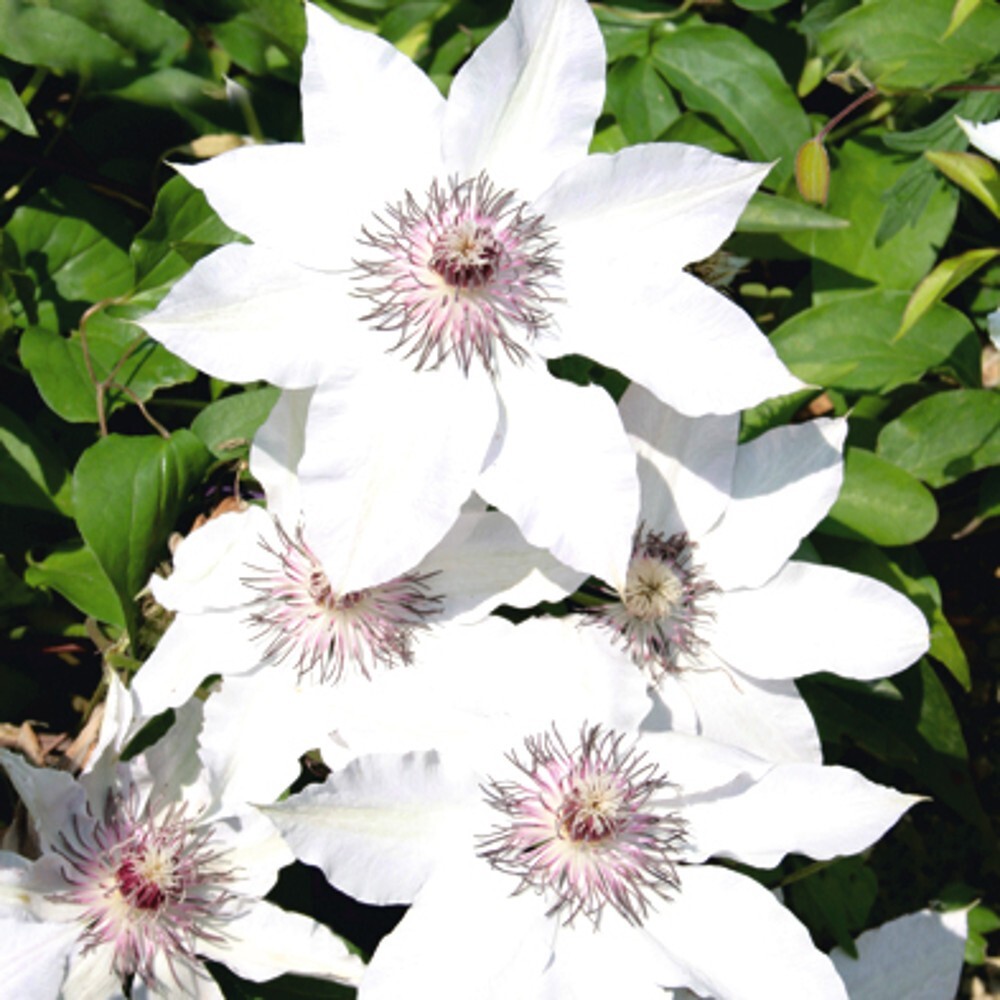 Kletterpflanzen Clematis, verschiedene Sorten im Blumentopf image number 1