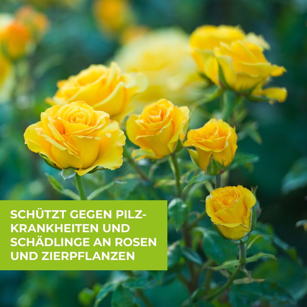 Protect Garden Curamat AZ Rosen Kombi-Set  image number 6
