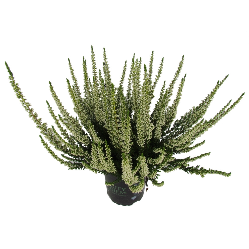 Calluna Vulgaris Beauty Ladies im Blumentopf Ø 9,5 cm image number 1