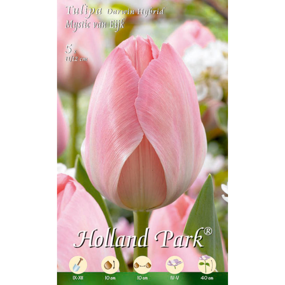 Blumenzwiebeln Darwin-Tulpen 5 Stück hellrosa