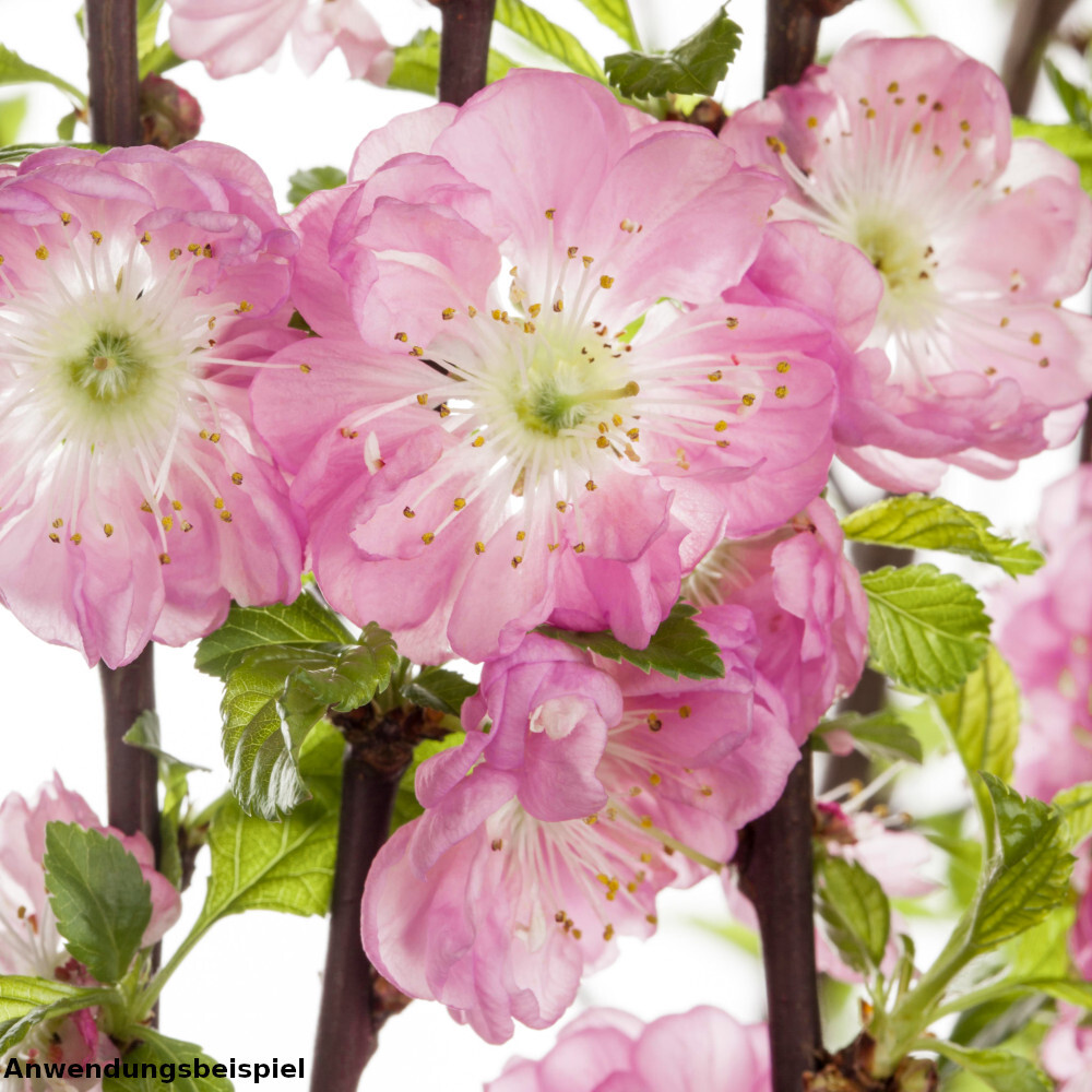Mandelbaum ca. 100 cm mit 5-8 Trieben im Blumentopf image number 2