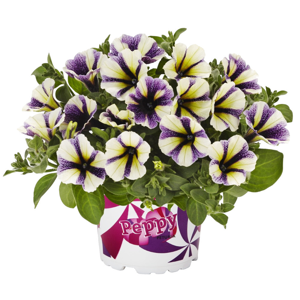 Petunia Peppy in verschiedenen Farben im Blumentopf 11 cm image number 4