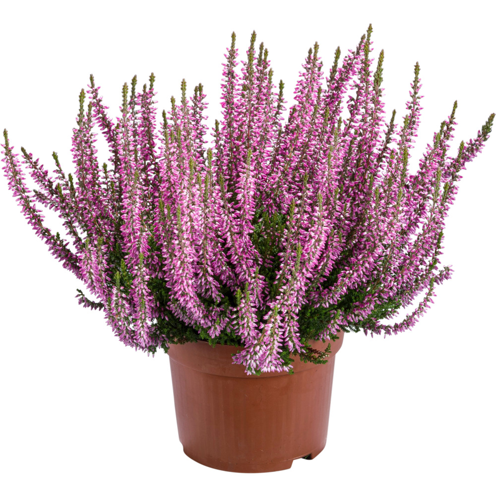 Calluna Vulgaris Gardengirls im Blumentopf Ø 13 cm