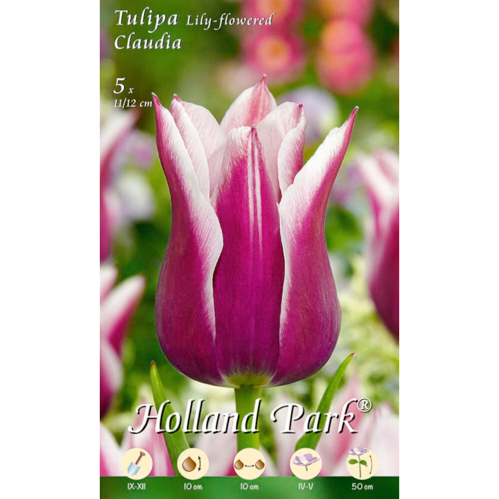 Blumenzwiebeln lilienbl&uuml;tige Tulpen 5 St&uuml;ck violett
