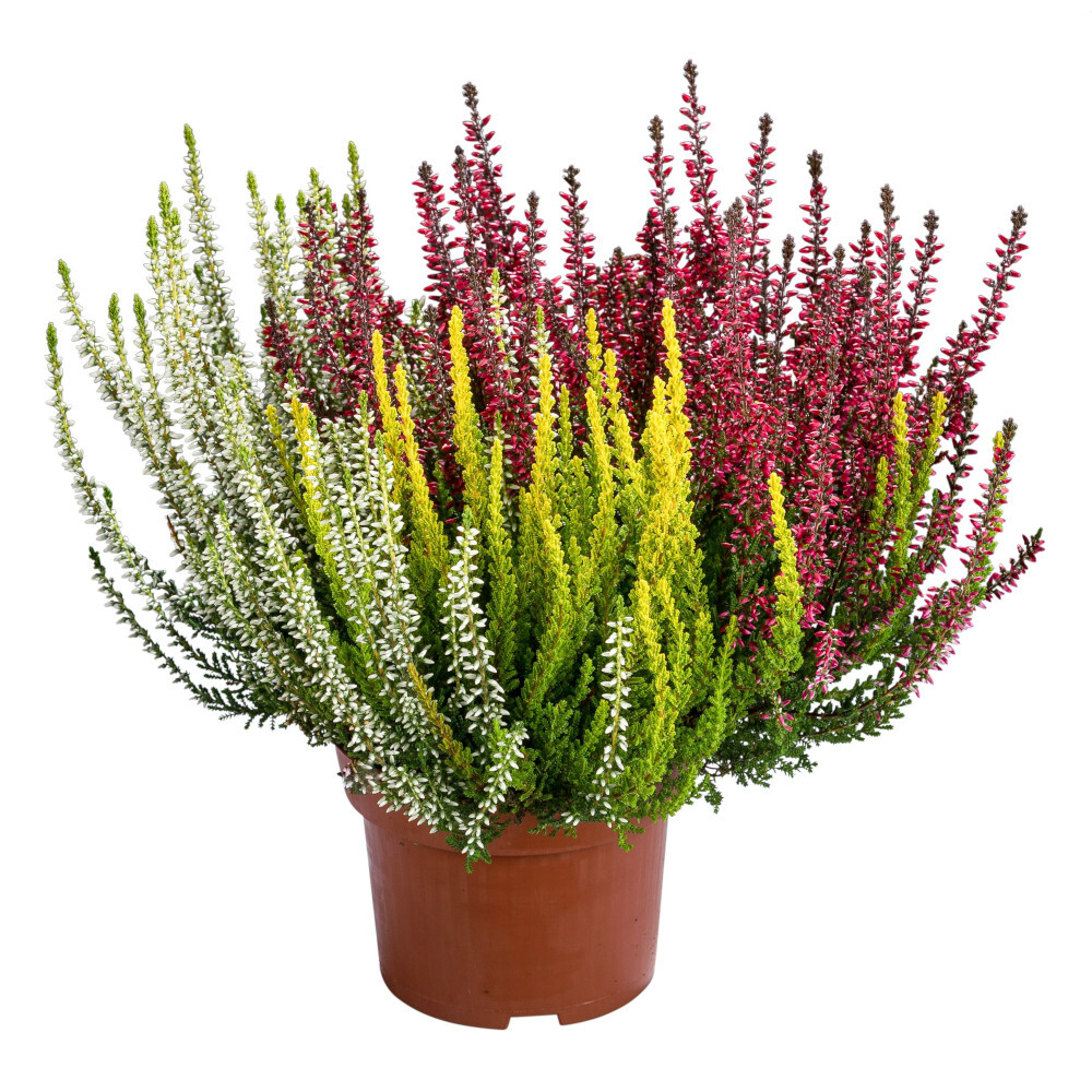 Calluna Vulgaris Trio-Girls im Blumentopf Ø 13 cm in verschiedenen Farben