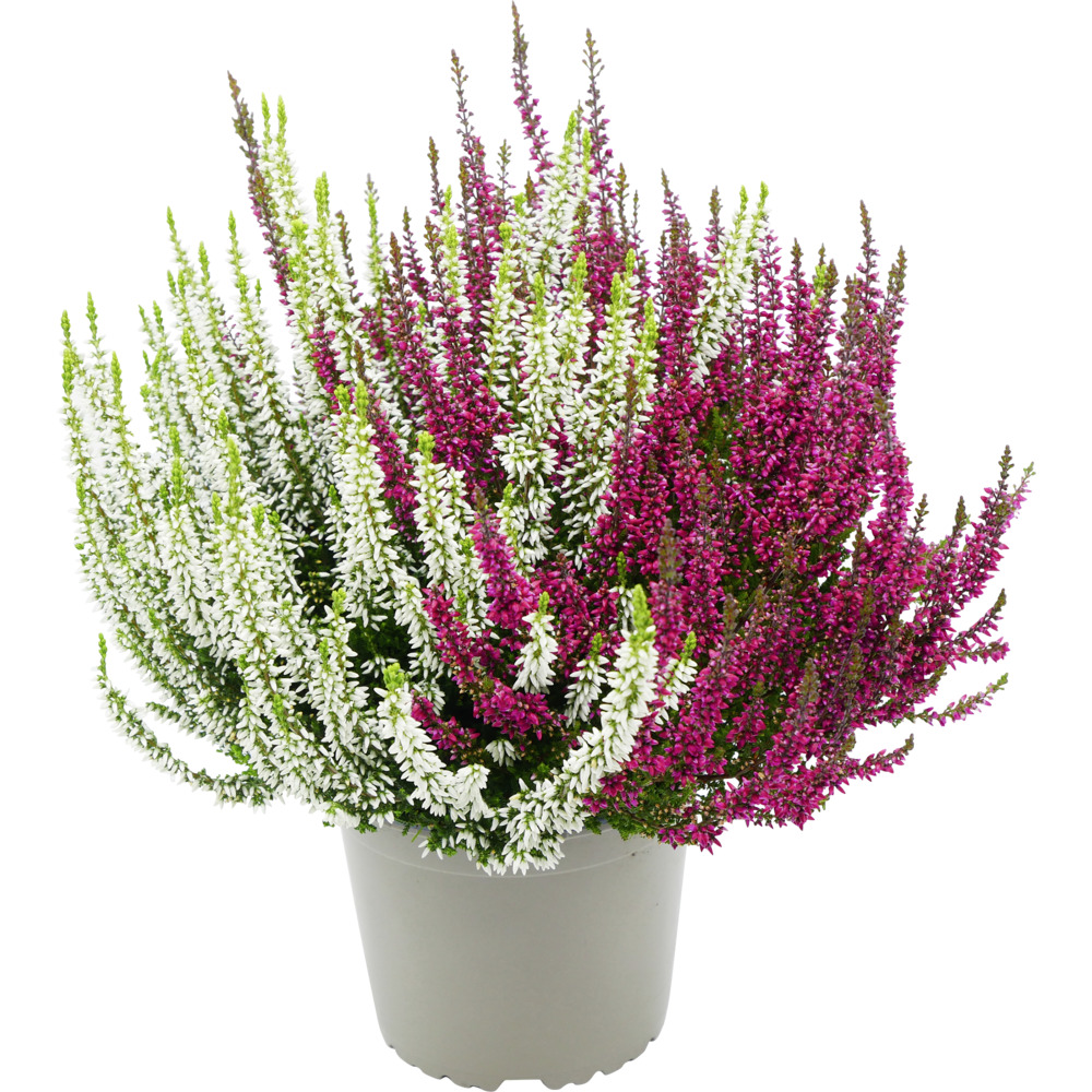 Calluna vulgaris Twingirls Topf verschiedene Sorten und Farben winterhart image number 1