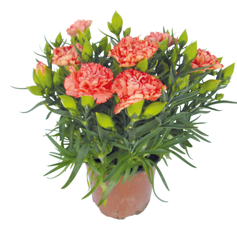 Dianthus caryophyllus im Blumentopf 11 cm image number 0