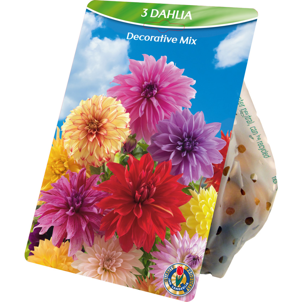 Blumenzwiebeln Dahlien Decorative Mix 3 St&uuml;ck bunt
