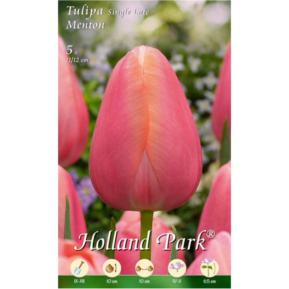 Blumenzwiebeln Späte Tulpen Menton 5 Stück rosarot image number 0