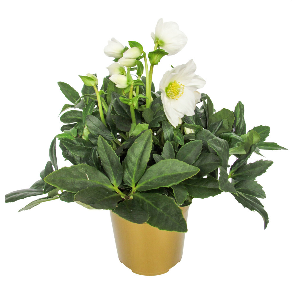 Christrose "helleborus niger" winterhart mit Blumentopf Ø 11 cm