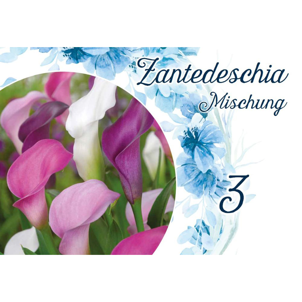 Blumenzwiebeln Calla Mix 3 Stück bunt