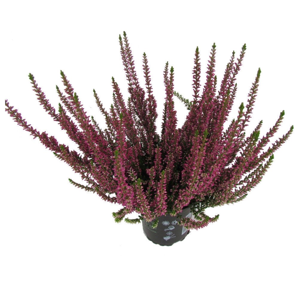 Calluna Vulgaris Beauty Ladies im Blumentopf Ø 9,5 cm