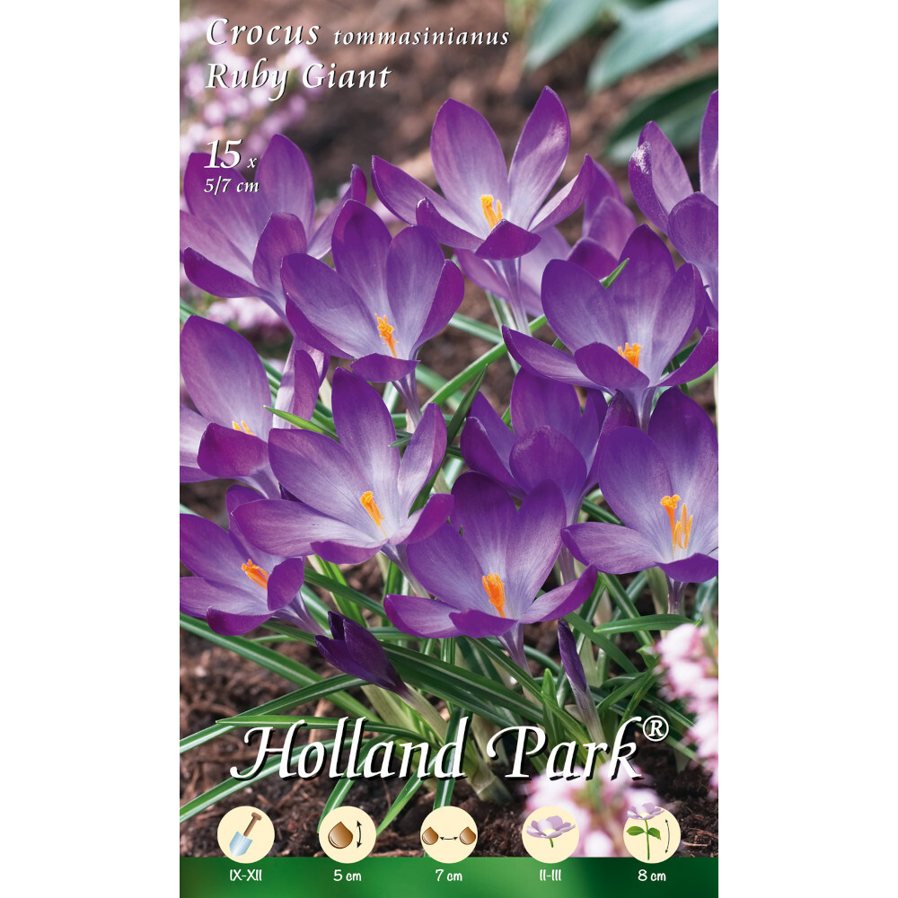 Blumenzwiebeln Krokusse 15 Stück violett