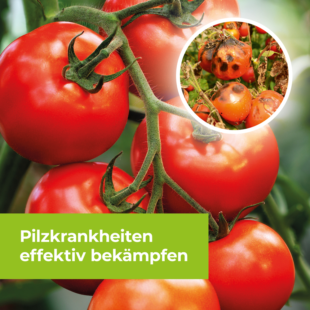Protect Garden Curamat AZ Rosen-Pilzfrei 15 ml image number 6