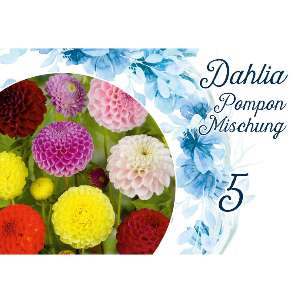 Blumenzwiebeln Pompondahlien Mix 5 Stück bunt