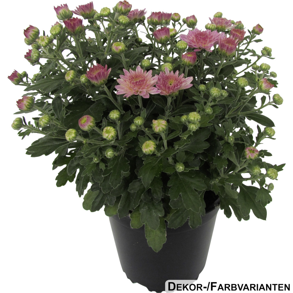 Herbst Chrysantheme im 13 cm Pflanztopf Farbauswahl image number 0