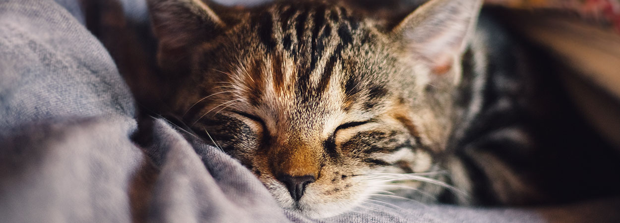Katzen
