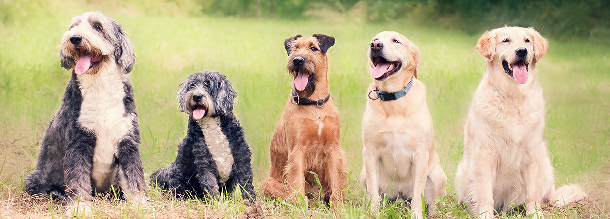 Hunde