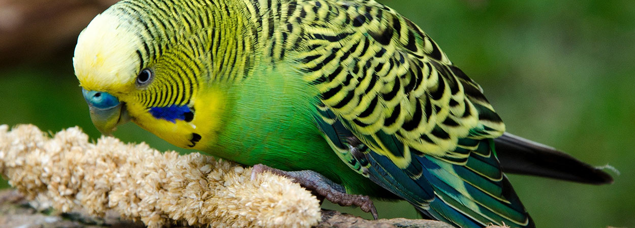 Vögel