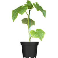 Gartenbedarf image