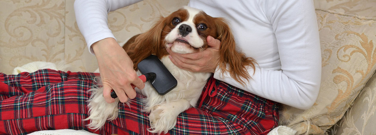 Hund