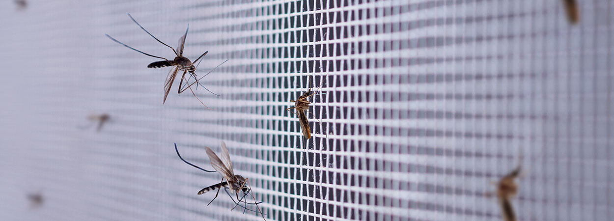 Insektenschutz