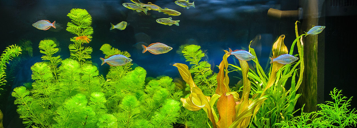Fische